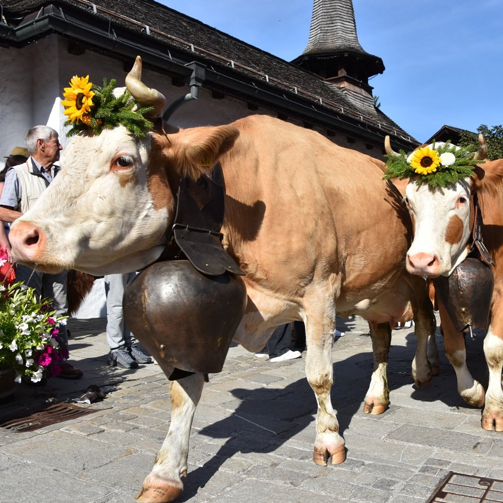 Swiss cows parade